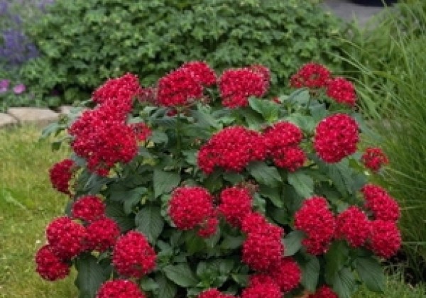 Pentas lanceolata Kaleidoscope Deep Red