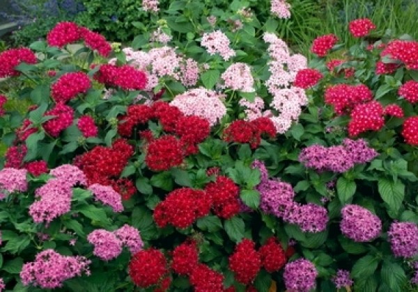 Pentas lanceolata Kaleidoscope Mix