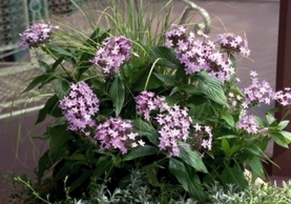 Pentas lanceolata Northern Lights Lavender