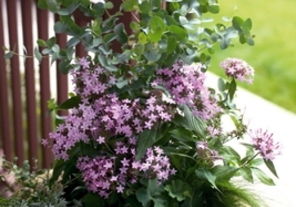 Pentas lanceolata Northern Lights Lavender