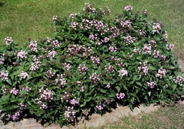Pentas lanceolata Northern Lights Lavender