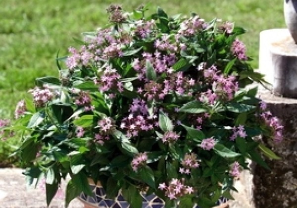 Pentas lanceolata Northern Lights Lavender