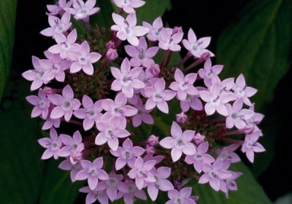 Pentas lanceolata Northern Lights Lavender