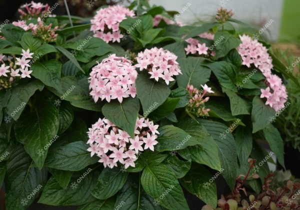 Pentas lanceolata Graffiti 20/20 Appleblossom