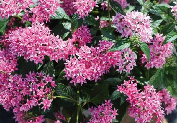 Pentas lanceolata Graffiti 20/20 Flirty Pink ( Bicolor Pink)