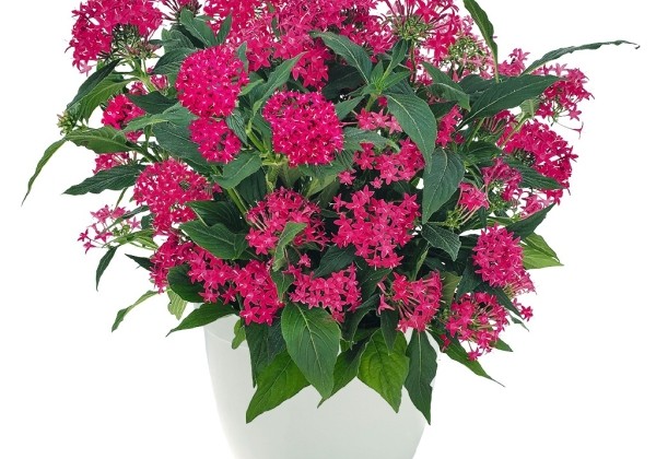 Pentas lanceolata Graffiti 20/20 Cranberry