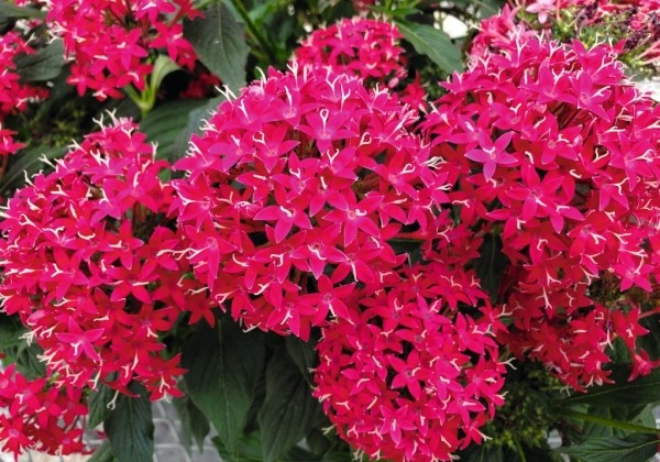 Pentas lanceolata Graffiti 20/20 Cranberry