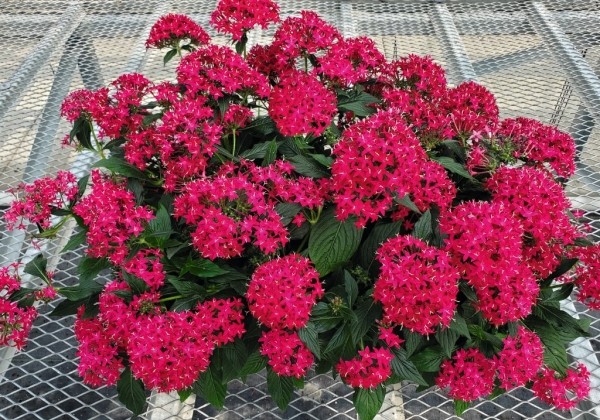 Pentas lanceolata Graffiti 20/20 Cranberry