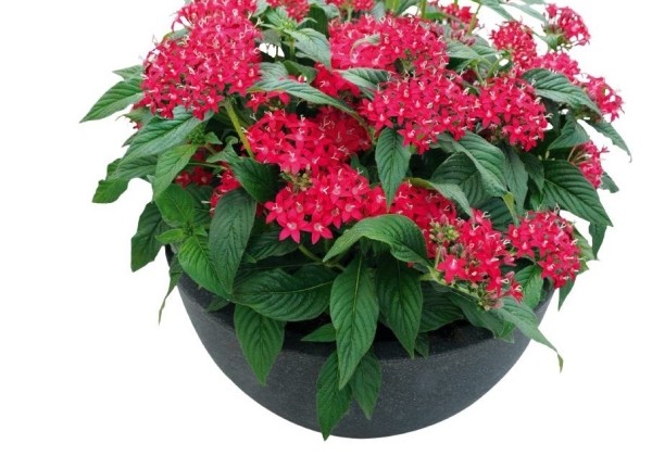 Pentas lanceolata Graffiti 20/20 Ruby (Rose)