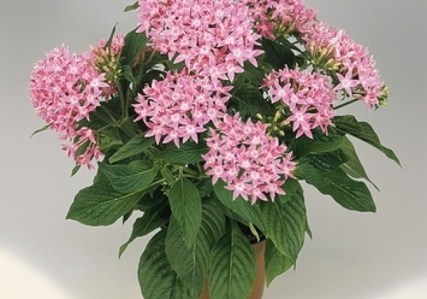 Pentas lanceolata Graffiti Pink