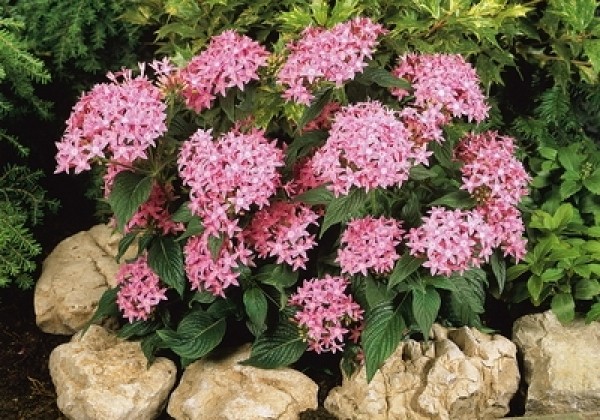 Pentas lanceolata Graffiti Pink