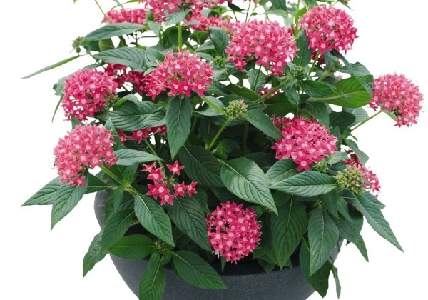 Pentas lanceolata Graffiti 20/20 True Pink
