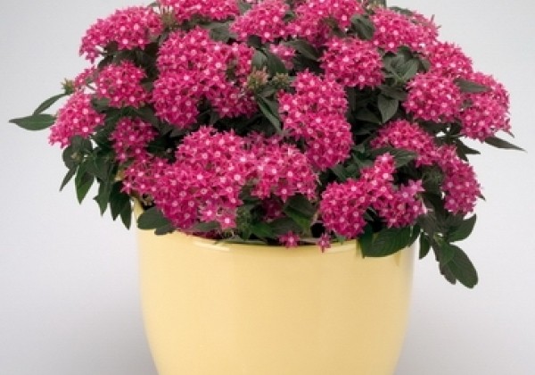 Pentas lanceolata Graffiti Rose