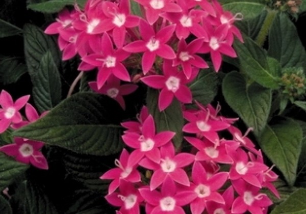 Pentas lanceolata Graffiti Rose