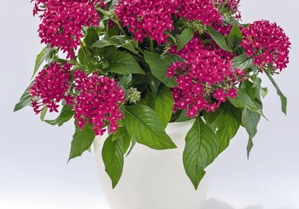 Pentas lanceolata Graffiti 20/20 Fuchsia ( Deep Rose)