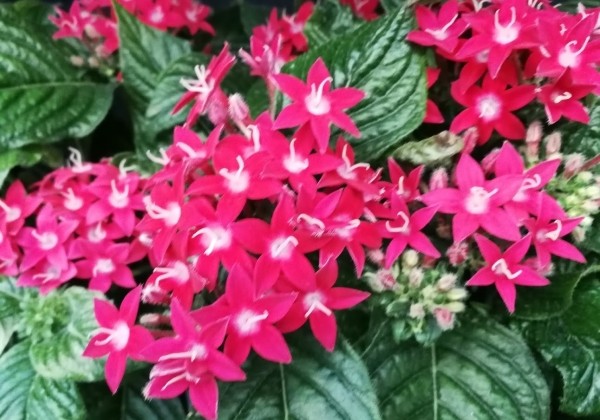 Pentas lanceolata Graffiti 20/20 Fuchsia ( Deep Rose)