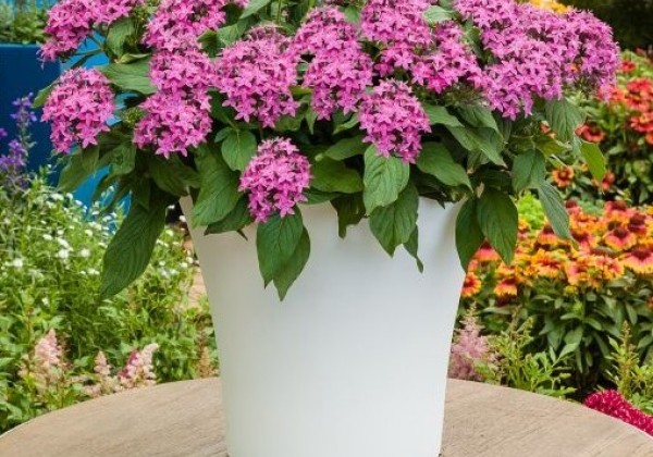 Pentas lanceolata Graffiti Violet