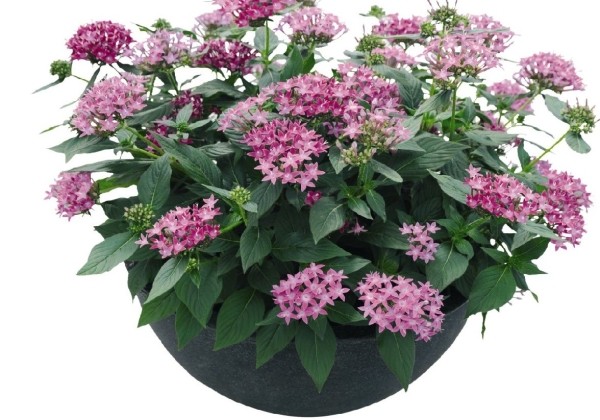 Pentas lanceolata Graffiti 20/20 Ultra Violet