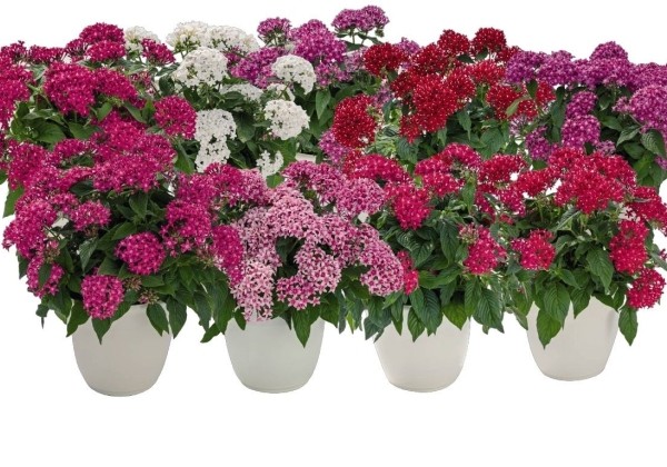 Pentas lanceolata Graffiti 20/20 Mix