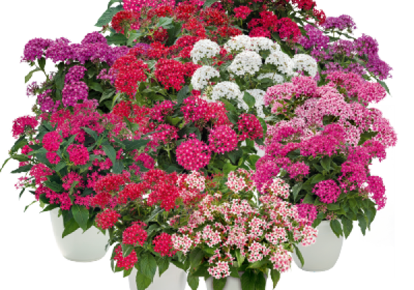 Pentas lanceolata Graffiti Selected Mix