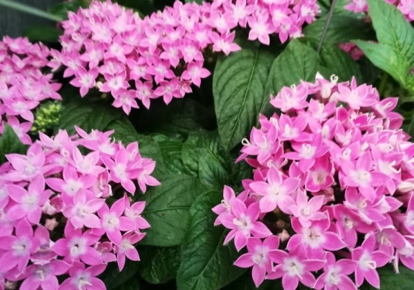 Pentas lanceolata Graffiti 20/20 Lavender Pink