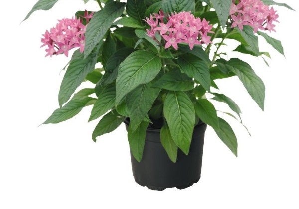 Pentas lanceolata Graffiti 20/20 Lavender Pink