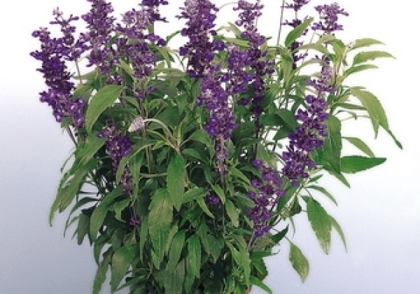 Salvia farinacea Evolution Violet