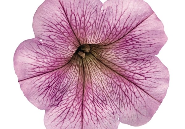 Petunia hybrida SUCCESS! Silver Vein