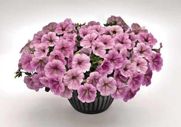 Petunia hybrida SUCCESS! Silver Vein