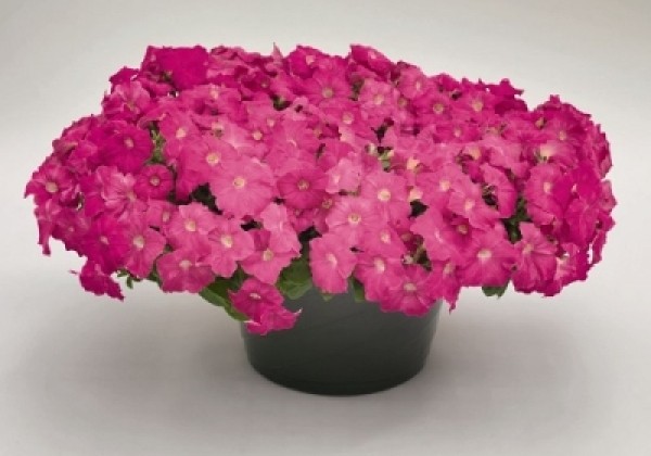 Petunia hybrida SUCCESS! Pink