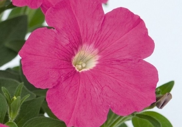 Petunia hybrida SUCCESS! Pink