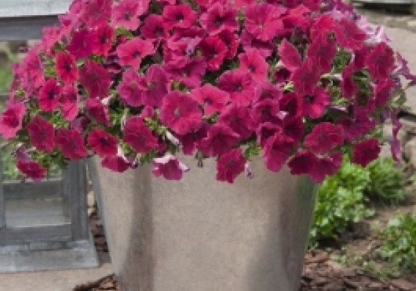 Petunia hybrida SUCCESS! Rose