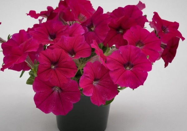 Petunia hybrida SUCCESS! Rose