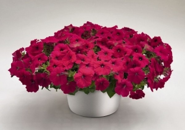 Petunia hybrida SUCCESS! Rose