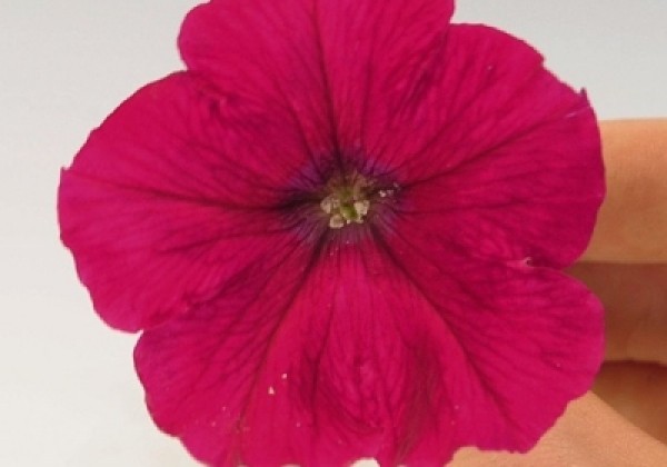 Petunia hybrida SUCCESS! Rose