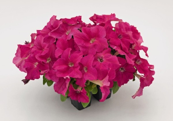 Petunia grandiflora SUCCESS! HD Pink