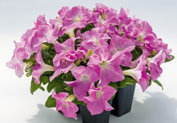 Petunia grandiflora SUCCESS! HD Light Pink