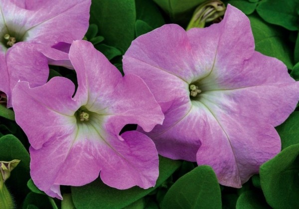 Petunia grandiflora SUCCESS! HD Light Pink