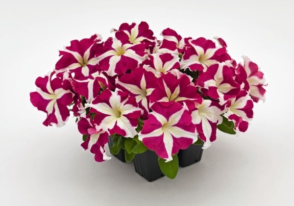 Petunia grandiflora SUCCESS! HD Rose Star