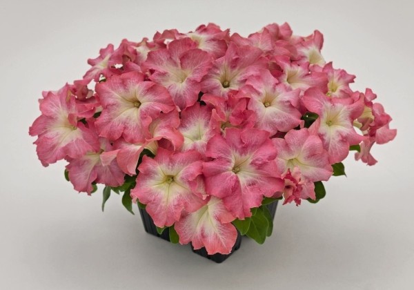 Petunia grandiflora SUCCESS! HD Salmon Morn