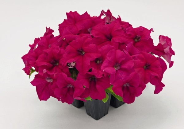 Petunia grandiflora SUCCESS!  360 Deep Rose