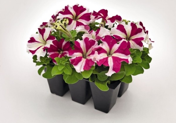 Petunia grandiflora SUCCESS!  360 Rose Star