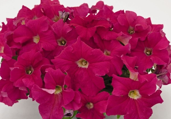 Petunia grandiflora SUCCESS!  360 Deep Pink