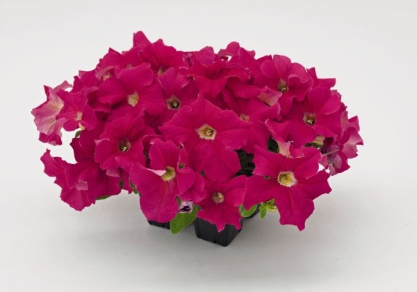 Petunia grandiflora SUCCESS!  360 Deep Pink