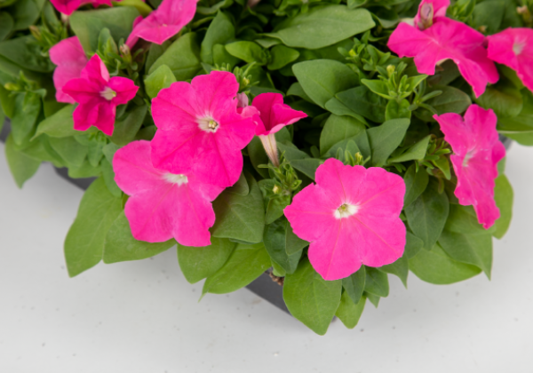 Petunia hybrida BOOM! HD Pink