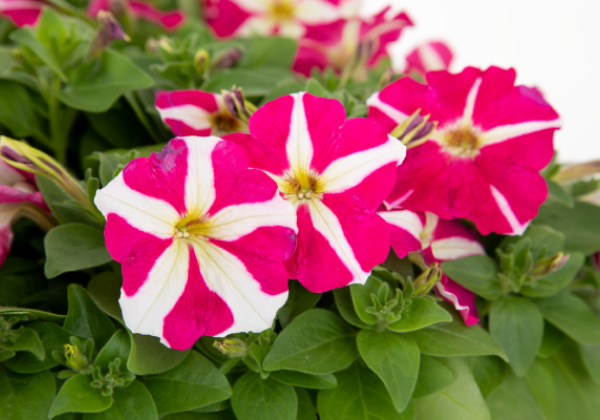 Petunia hybrida BOOM! HD Rose Star