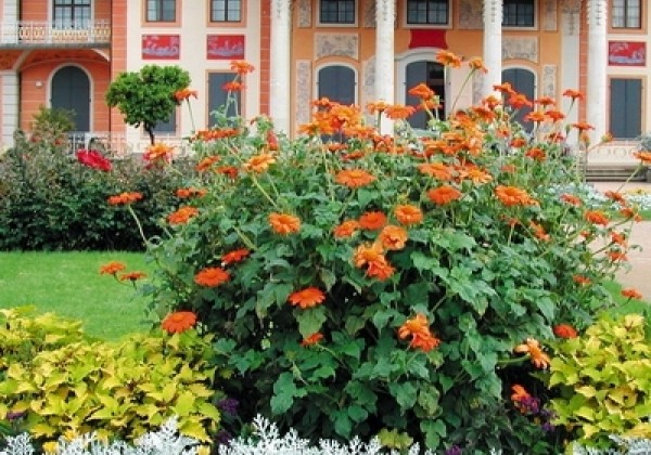 Tithonia rotundifolia Fiesta del Sol