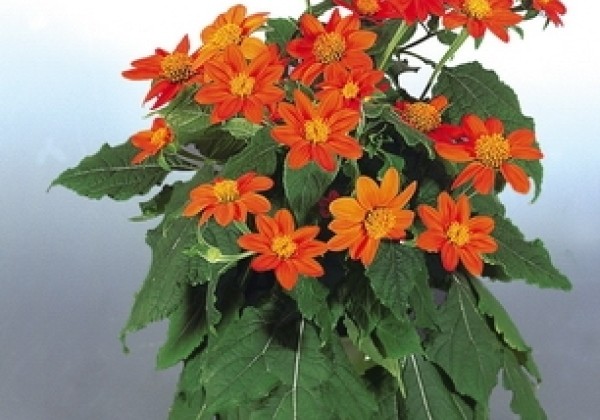 Tithonia rotundifolia Fiesta del Sol