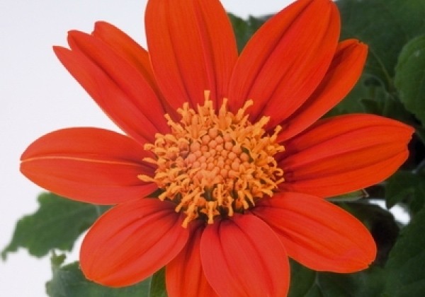 Tithonia rotundifolia Fiesta del Sol