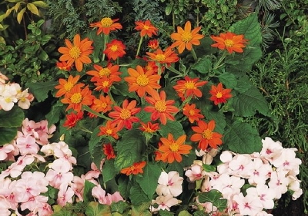 Tithonia rotundifolia Fiesta del Sol